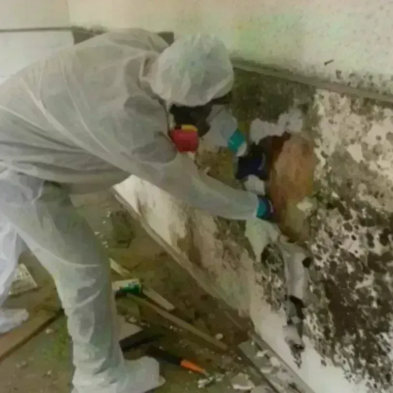 Mold Remediation and Removal in Hamden, CT